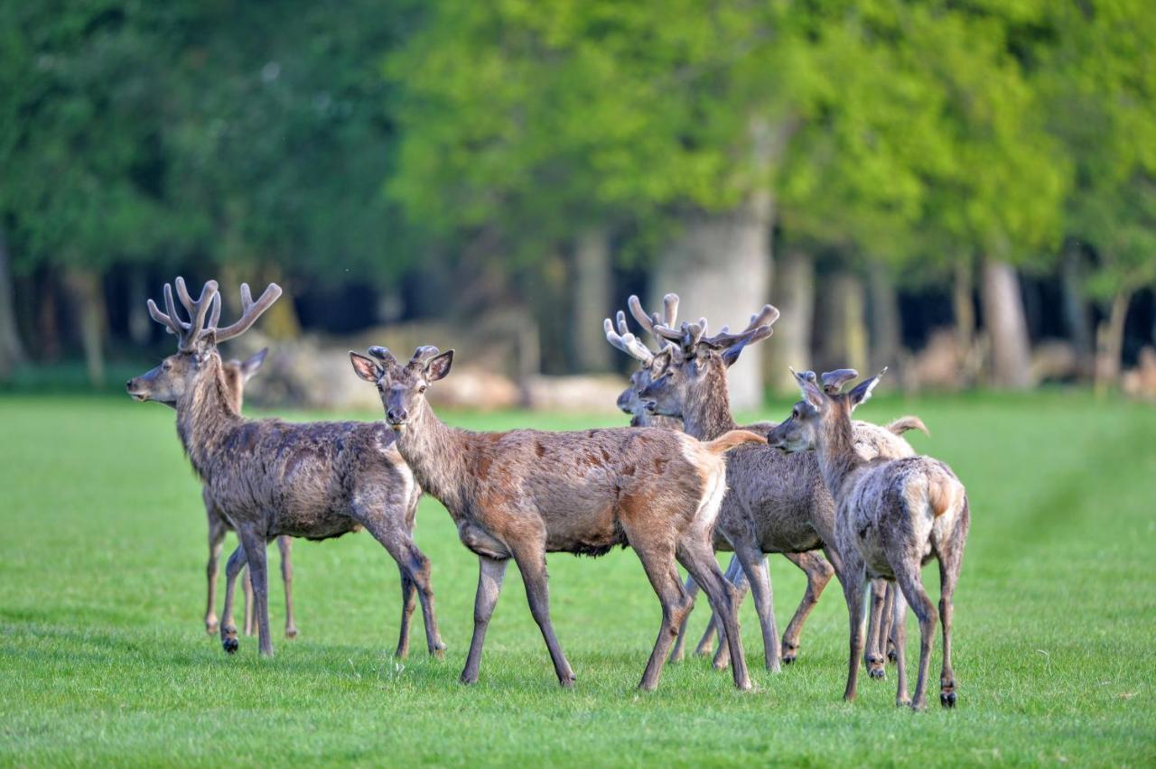 New Park Manor Hotel - A Luxury Family Hotel Brockenhurst Esterno foto